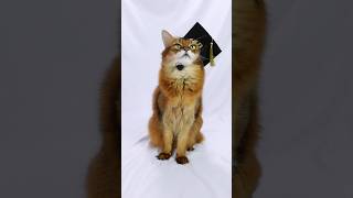 It’s Graduation Day for Summer the Cat, in Her Cute Mortarboard Cap #cats #graduation