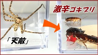 蟻戦争Ⅲ＃201 「世界で一番辛いグミ」を食べた激辛ゴキブリに天敵「アシダカグモ」を見せた結果・・・！  編～Huntsman spider and cockroaches～