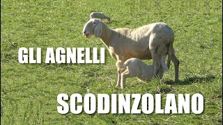 GLI AGNELLI SCODINZOLANO di Enrico Linaria