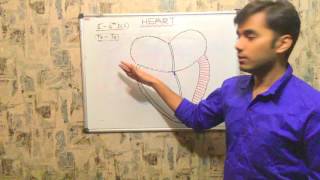 ANATOMY OF HEART part -1