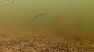 Underwater footage of a Bass protecting the spawning bed