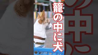 籠の中の犬🐕このタイトルにピンときたらコメント #タイ移住 #dog #タイ田舎生活 #vlog