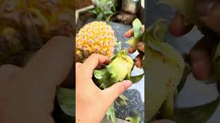 Tips for growing pineapples #shorts