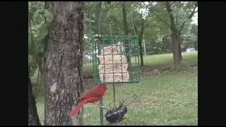 Rare Bird coming to vistit suet feeder