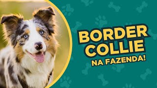 BORDER COLLIE - Benefícios de ter a raça na fazenda