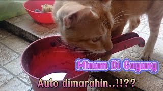 Memberi Minum Kucing || Air Minuman Kucing