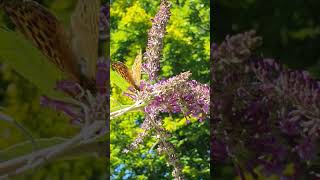 My visitor today on my garden