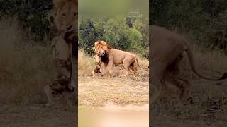 The Lion’s Relentless Attack on Wild Dogs#wilddogs #shorts #youtubeshorts #ytshorts🦁