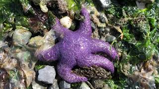 A Little About The Starfish