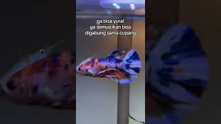 gabungin ikan lain sama cupang malah dimakan. jangan ya dek ya