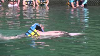 tortola delfins trip