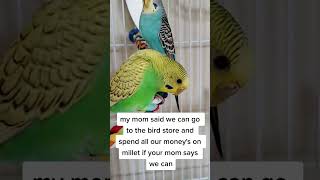 BUDGIE FUN!