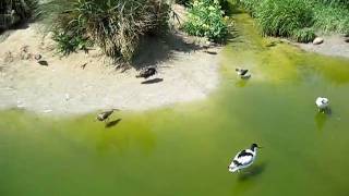 Torquay Living Coast Birds