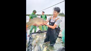 Biggest Carp Fishing Skill - Fishing Trip 32 - Survival Instinct