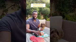 How to tell if your dog has hayfever: Dr Bolu's expert advice  #youtubeshorts