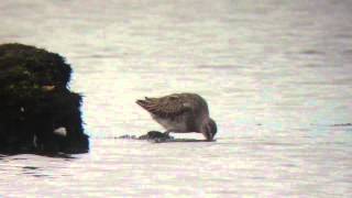 Long-billed dowitcher at Pennington marsh 24/10/15