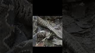 rattlesnake killed by cottonmouth snake 🐍🐍 #ccto #snakes #rattlesnake #cottonmouth #fighting #viral