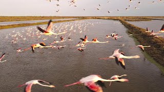 🦩Flamingos - Por do sol/SunSet..