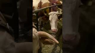 Beautiful cute #cows and #bulls #cowsmakemehappy #cowvideos