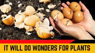 You Will Never Throw Away Eggshells After Watching This