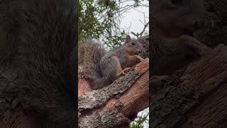 Young squirrel took the pecan and ate it at her favorite spot