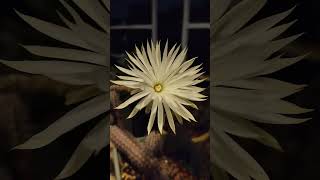 Light in the dark! #citylife #flower #cactus #balcony #night #white