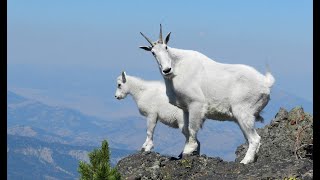 The Mountain Goat: A Creature Born to Defy Gravity