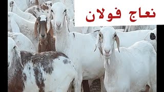 نعاج سيداون وفلاني 🐏🐂🦬🐑