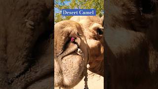 Ship of Desert 🏜️. #yshorts #utubeshorts  #trending #animals