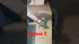 Груша 2