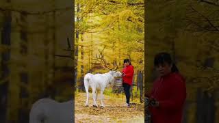 Nature video | Beauty of nature | Nature 4k videos | short videos