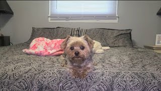 Rylie the Yorkie being Bossy 🤣 #yorkies #viralvideo #Rylie