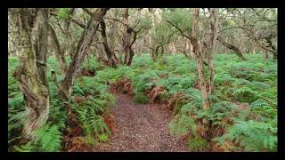 Greens Bush Drone footage