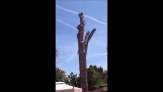 Tree Cutting Fails And Idiots With Chainsaws 2