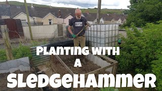 Planting with a Sledge Hammer | Allotments For Fun and Food