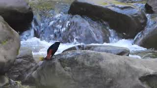 White-capped water redstart