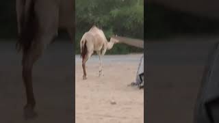 Camel