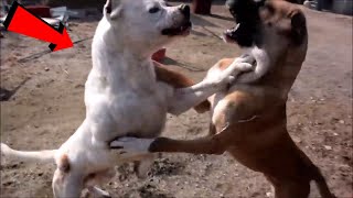 Dogo Argentino pensó que le podía Ganar aun Tosa inu y esto fue lo que pasó