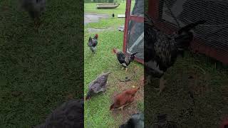 The Secret Lives of Chickens