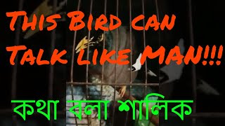 Shalikh! Our pet talking Indian Myna | Shalikh | শালিক পাখি !