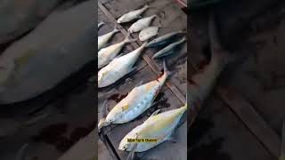 #hasilmancing #ikan #mancinglaut #cilincing #up