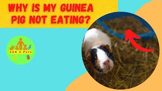 Why is my Guinea Pig not eating? | How long can a guinea pig survive without eating?