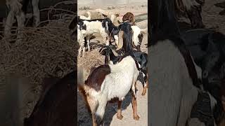 Beautiful goats gurop in the desert subscribe to my channel and like coments share #thar