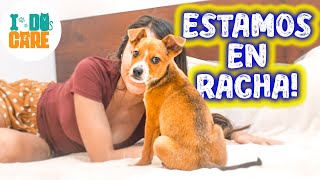 Estos 4 PERROS consiguen sus familias ADOPTANTES!! 🐶🙏🏼