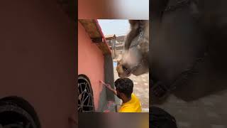 jimmy monkey ko color pasand nhi aaya |SW Pet House #shorts