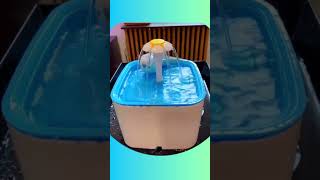 Watch These Adorable Budgies Take the Most Joyful Baths! #birds #viral #parakeet #parrot #shorts