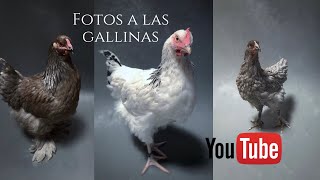 Como HACER un ESTUDIO improvisado para sacarle fotos a tus gallinas 🐓 #chicken #animal #fotografia