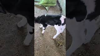 #viral #animals #trending #cow #breeding #shortvideo #ytshorts #phddairywala