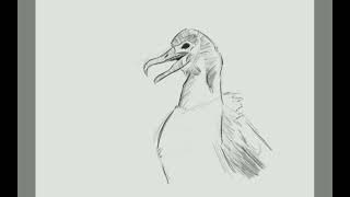 Albatros sketch in Sketcbook Mobile