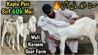 Sasta Shikaar Maal 🔥 60 Ka 75 ka 80 Ka Vip Gulabi Ablak Pair. Wali Kareem Goat Farm.